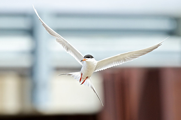 Forster's Tern