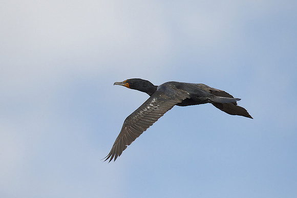 Double-crested Cormorant
