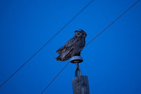 Great Horned Owl at dawn