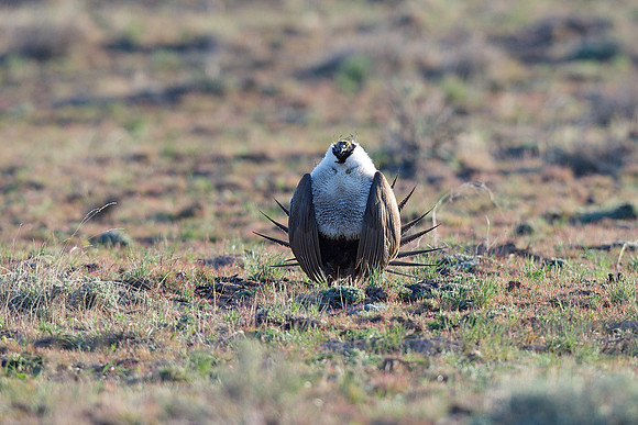 Greater Sage-Grouse