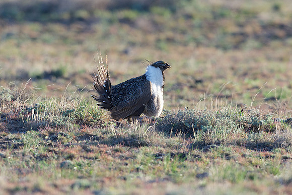 Greater Sage-Grouse