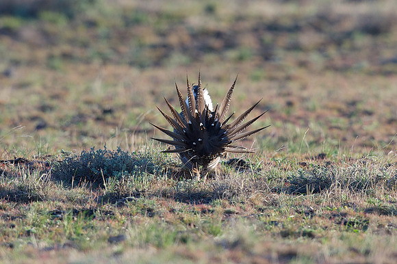 Greater Sage-Grouse