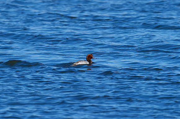 Redhead