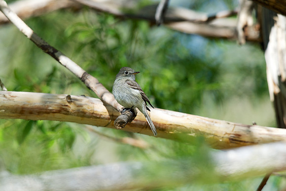 Gray Flycatcher