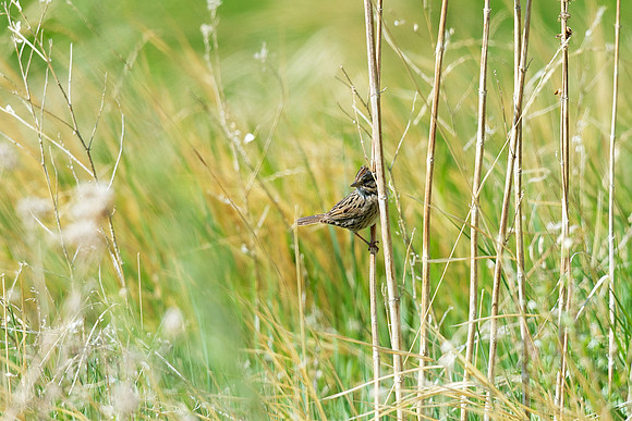 Lincoln's Sparrow