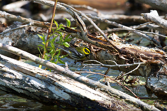 Townsend's Warbler
