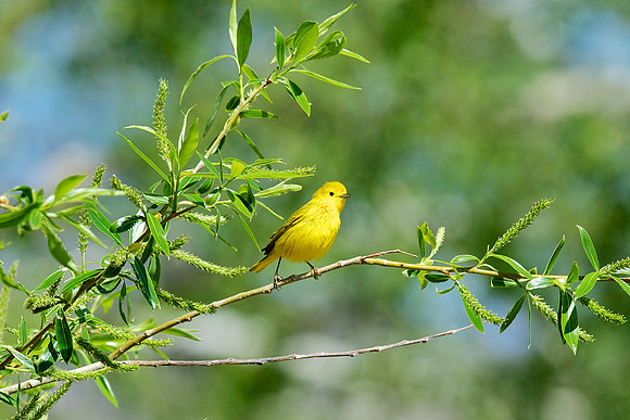 Yellow Warbler