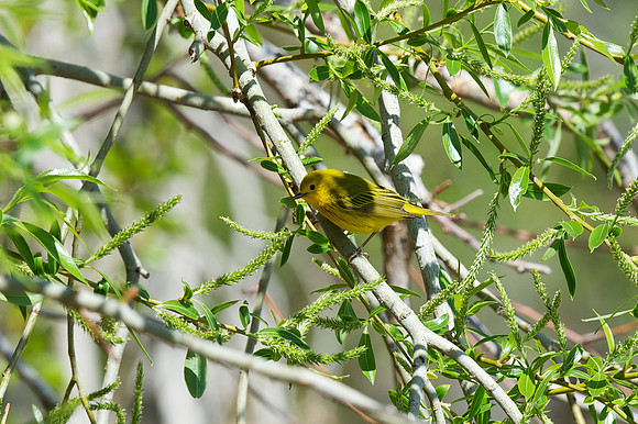 Yellow Warbler