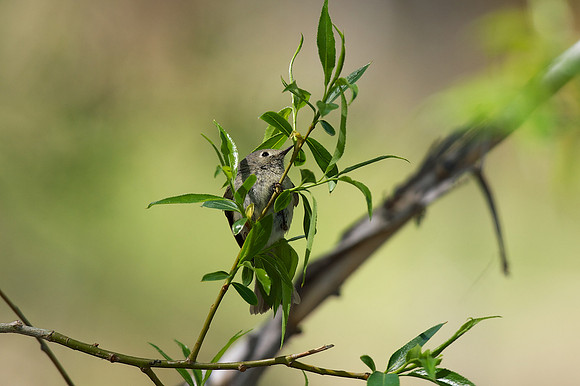 Ruby-crowned Kinglet