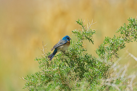 Lazuli Bunting