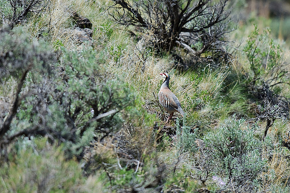 Chukar