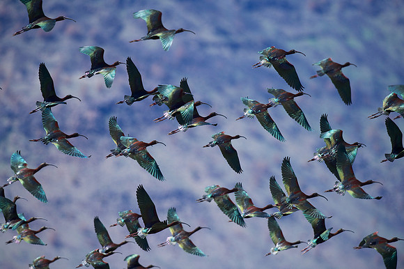 White-faced Ibis