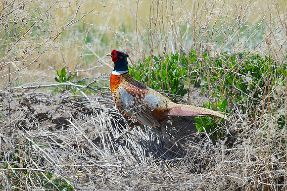 Ring-necked Pheasant