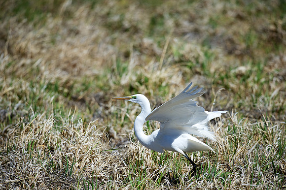 Great Egret