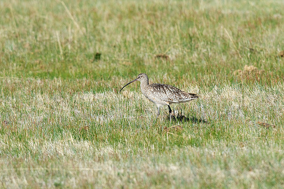 Long-billed Curlew