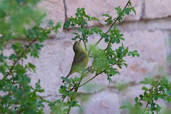 Orange-crowned Warbler