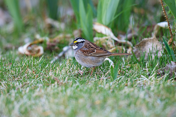 White-throated Sparrow