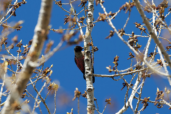 Lewis's Woodpecker