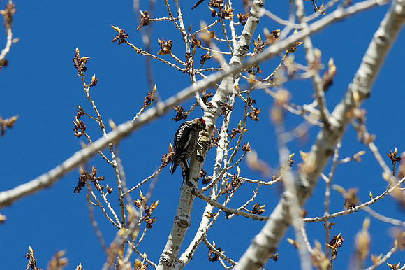 Red-naped Sapsucker