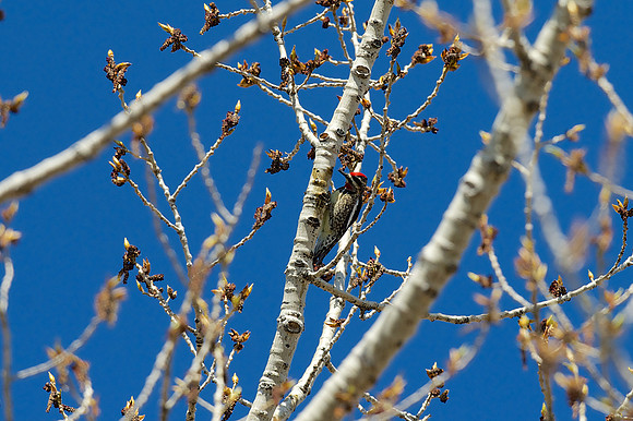 Red-naped Sapsucker
