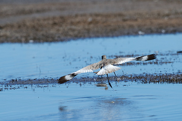 Willet