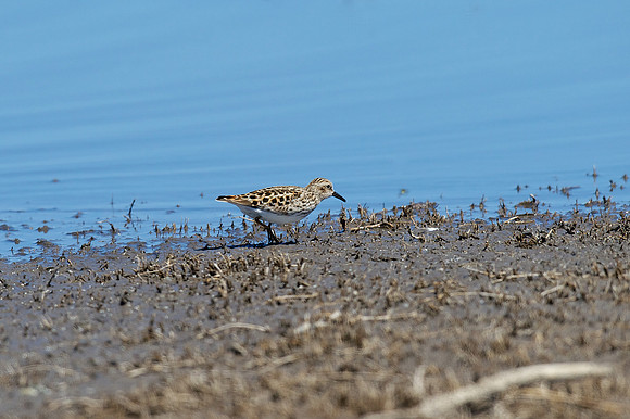 Least Sandpiper