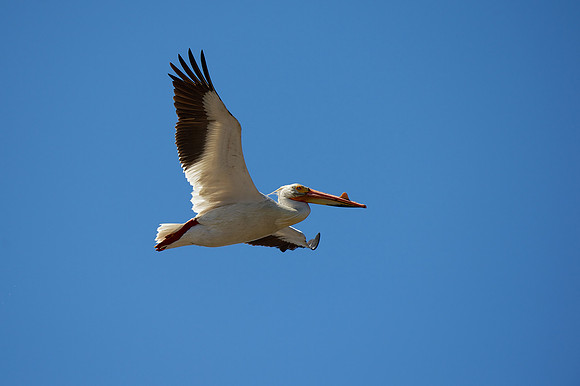 American White Pelican
