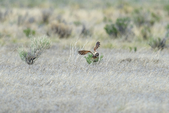 Burrowing Owl