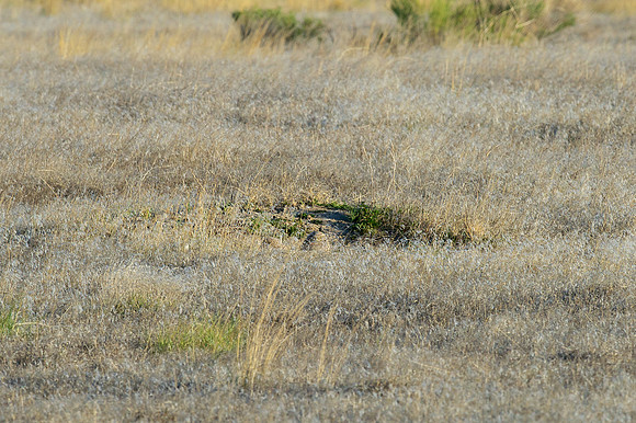 Burrowing Owls