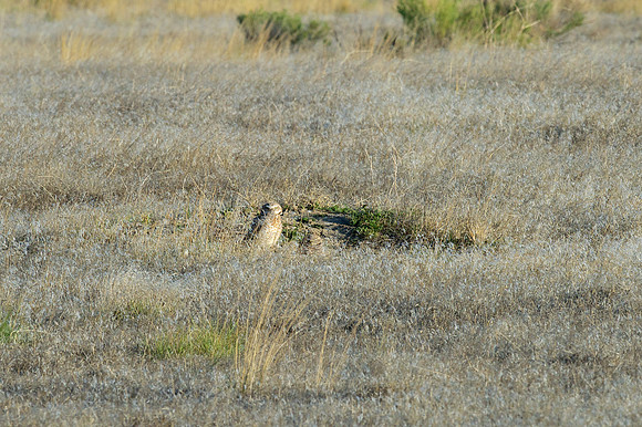 Burrowing Owls