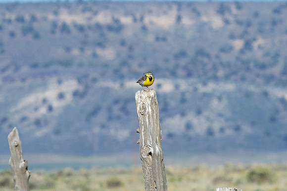 Western Meadowlark