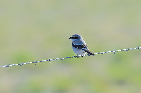 Loggerhead Shrike