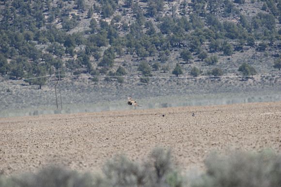 Golden Eagle with prey being pestered by a few Common Raven