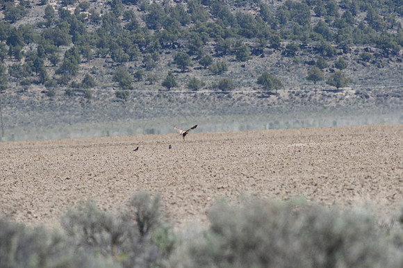 Golden Eagle with prey being pestered by a few Common Raven