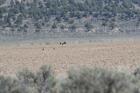 Golden Eagle with prey being pestered by a few Common Raven