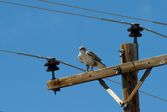 Ferruginous Hawk