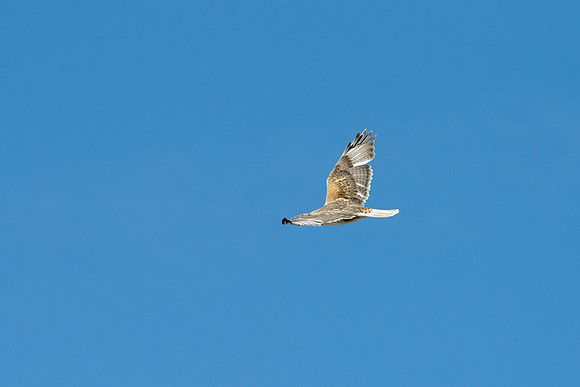Ferruginous Hawk