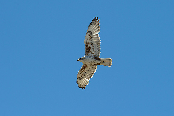 Ferruginous Hawk