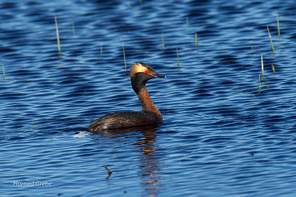 Horned Grebe