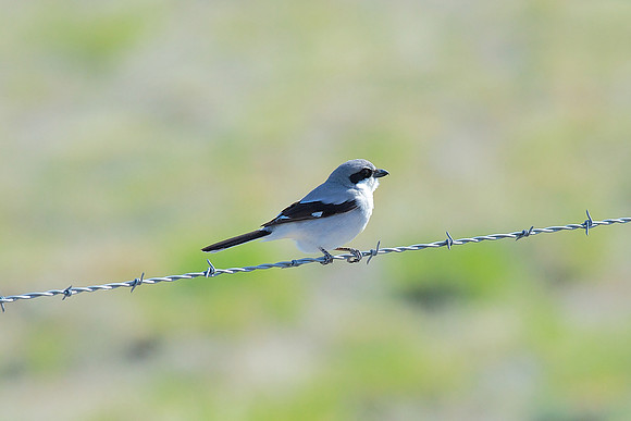 Loggerhead Shrikie