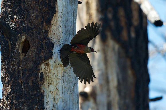 Lewis's Woodpecker