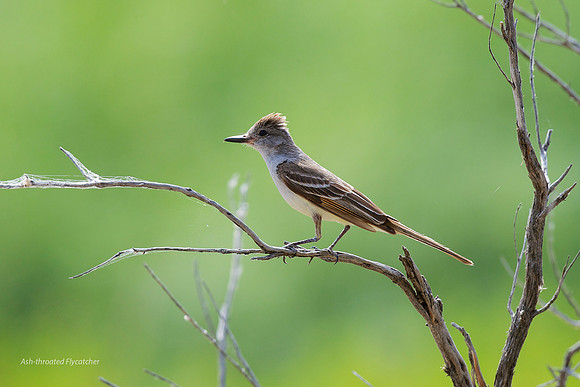 Ash-throated Flycatcher