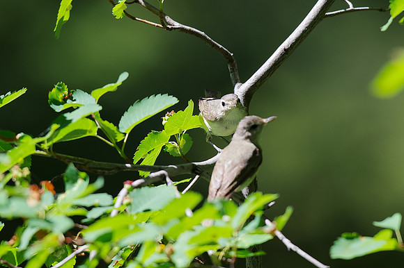 Warbling Vireo