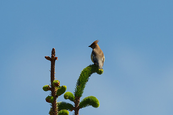Cedar Waxwing