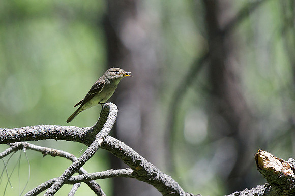 Western Wood-Pewee