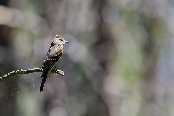 Western Wood-Pewee