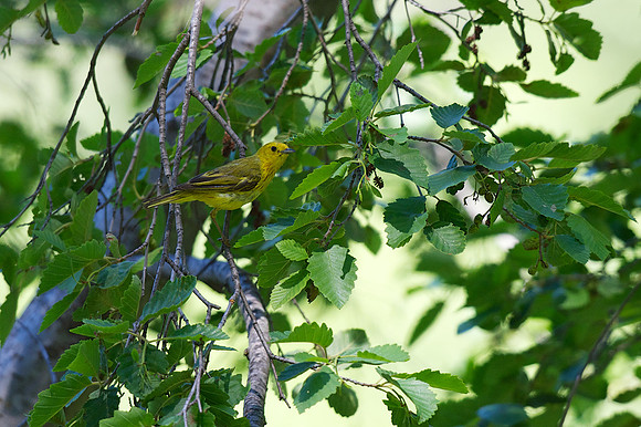 Yellow Warbler