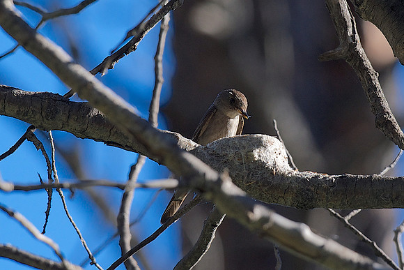 Western Wood-Pewee