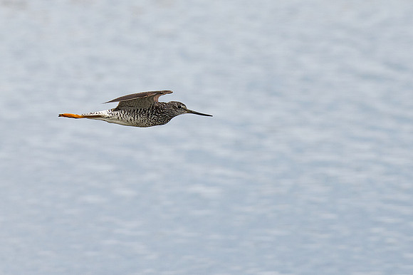 Greater Yellowlegs