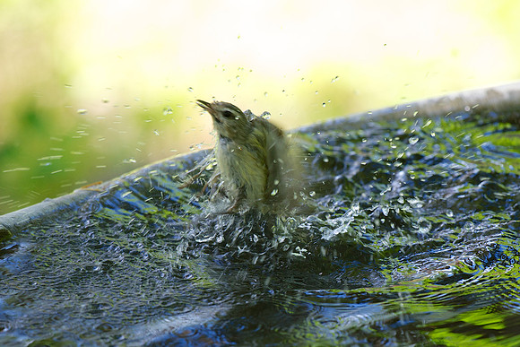 Warbling Vireo